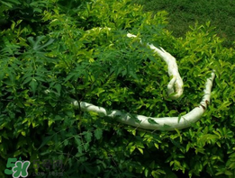 蛇瓜什么時(shí)候種？蛇瓜的種植方法