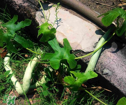 蛇瓜多少錢一斤？蛇瓜種子在哪里買到？