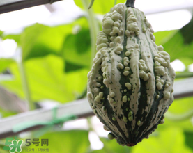 蛇瓜多少錢一斤？蛇瓜種子在哪里買到？