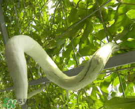 蛇瓜多少錢一斤？蛇瓜種子在哪里買到？