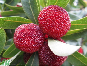 東魁楊梅什么時(shí)候上市？東魁楊梅什幾月成熟？