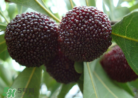 東魁楊梅什么時(shí)候上市？東魁楊梅什幾月成熟？