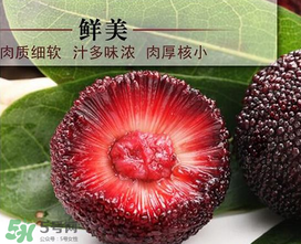 荸薺楊梅和東魁楊梅哪個(gè)好吃？荸薺楊梅跟東魁楊梅有什么區(qū)別？