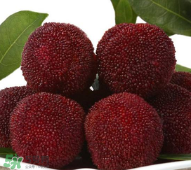 荸薺楊梅和東魁楊梅哪個(gè)好吃？荸薺楊梅跟東魁楊梅有什么區(qū)別？