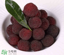 荸薺楊梅和東魁楊梅哪個(gè)好吃？荸薺楊梅跟東魁楊梅有什么區(qū)別？