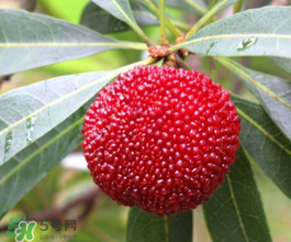 仙居楊梅幾月份上市？仙居楊梅什么時(shí)候上市？