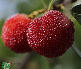 仙居楊梅幾月份上市？仙居楊梅什么時(shí)候上市？