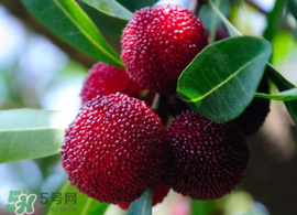 仙居楊梅多少錢(qián)一斤？仙居楊梅多少錢(qián)一斤2017？