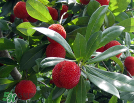 仙居楊梅多少錢(qián)一斤？仙居楊梅多少錢(qián)一斤2017？