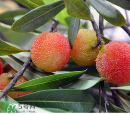 白楊梅多少錢一斤？白楊梅產(chǎn)地