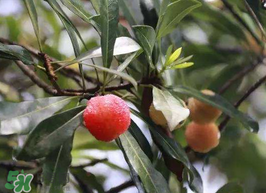 白楊梅可以泡酒嗎？白楊梅泡酒有什么功效？