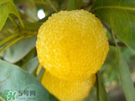 白楊梅可以泡酒嗎？白楊梅泡酒有什么功效？