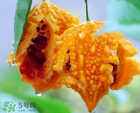 癩葡萄和苦瓜有什么區(qū)別？賴葡萄是苦瓜嗎？