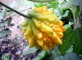 癩葡萄和苦瓜有什么區(qū)別？賴葡萄是苦瓜嗎？