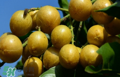 黃皮果怎么吃？黃皮果有什么功效