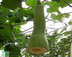 砍瓜種子哪里有賣的？砍瓜多少錢一斤？