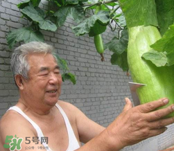 砍瓜種子哪里有賣的？砍瓜多少錢一斤？