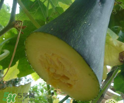 砍瓜種子哪里有賣的？砍瓜多少錢一斤？