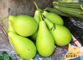 瓠子多少錢一斤？瓠子多少錢一斤2017？