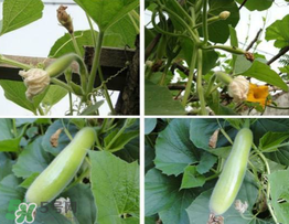 瓠子是什么？瓠子是什么意思？