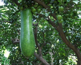 瓠子是什么？瓠子是什么意思？