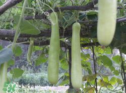 瓠子是西葫蘆嗎？瓠子個西葫蘆的區(qū)別