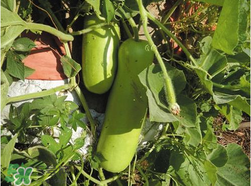 瓠子是西葫蘆嗎？瓠子個西葫蘆的區(qū)別