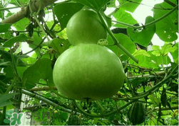 蒲瓜不能和什么一起吃？蒲瓜和什么相克？