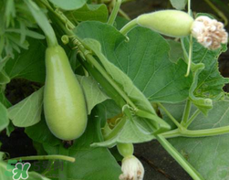 蒲瓜不能和什么一起吃？蒲瓜和什么相克？