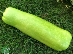 蒲瓜不能和什么一起吃？蒲瓜和什么相克？