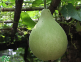 瓠子為什么會(huì)苦？瓠子苦的原因