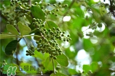 花椒樹的種植方法 花椒樹種植 花椒樹的種植方法 花椒樹種植