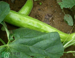 菜瓜多少錢一斤？菜瓜怎么挑？