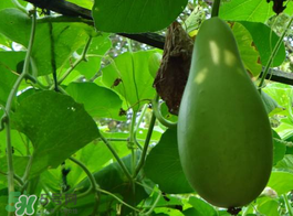 苦瓠子有毒嗎？苦瓠子中毒怎么辦？