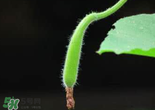 苦瓠子有毒嗎？苦瓠子中毒怎么辦？