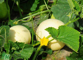 吃梨瓜會胖嗎？梨瓜熱量高嗎？