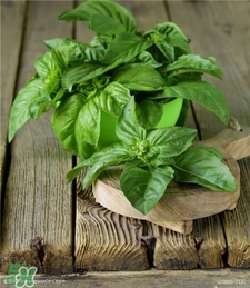 羅勒是什么?羅勒怎么吃? 羅勒是什么?羅勒怎么吃?