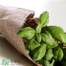 羅勒是什么?羅勒怎么吃? 羅勒是什么?羅勒怎么吃?