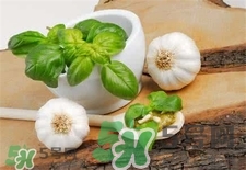 羅勒葉怎么種植?羅勒種植的方法 羅勒葉怎么種植?羅勒種植的方法