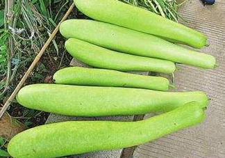 瓠子是什么？瓠子是什么意思？