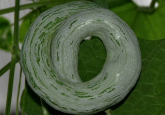 蛇瓜多少錢(qián)一斤？蛇瓜種子在哪里買(mǎi)到？