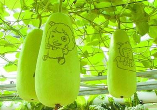 蒲瓜不能和什么一起吃？蒲瓜和什么相克？