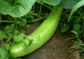 菜瓜多少錢一斤？菜瓜怎么挑？