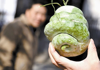 蛇瓜什么時(shí)候種？蛇瓜的種植方法