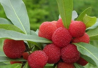 東魁楊梅多少錢一斤？東魁楊梅多少錢一斤2017？