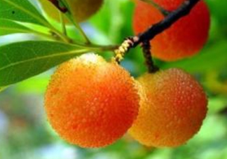 白楊梅多少錢(qián)一斤？白楊梅產(chǎn)地