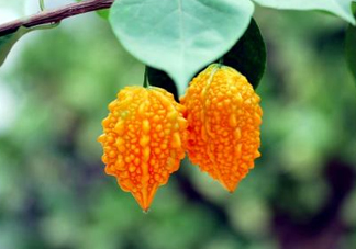 癩葡萄和苦瓜有什么區(qū)別？賴葡萄是苦瓜嗎？