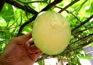 砍瓜種子哪里有賣的？砍瓜多少錢一斤？