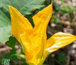 南瓜花怎么洗？南瓜花怎么處理