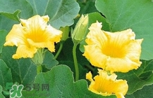 南瓜花怎么做好吃？南瓜花不能與什么同吃